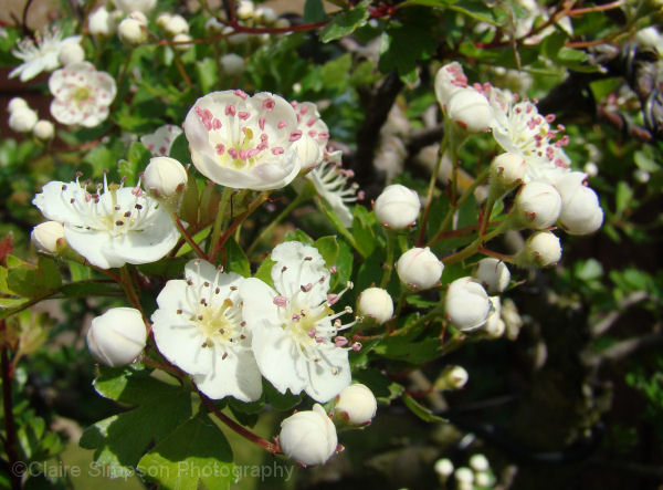 hawthorn flowers